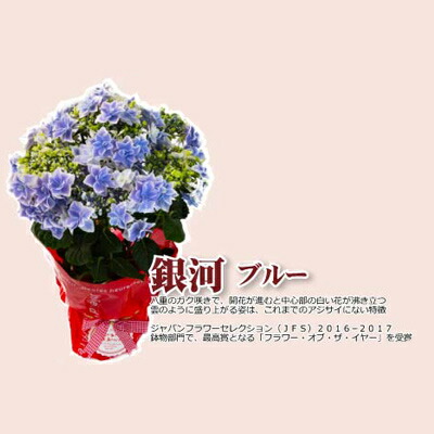 母の月 銀座の紫陽花 アジサイ 銀河 5号鉢 鉢植え ギフト 送料無料 沖縄 1000円 贈答 Napierprison Com