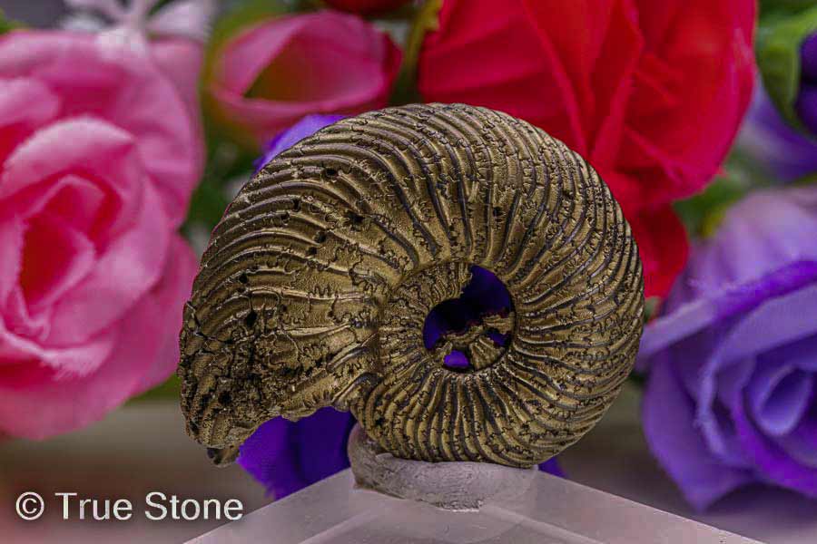 アンモナイト化石　希少美品14cm アンモナイト化石 希少美品14cm アンモナイト化石 希少美品14cm 希少