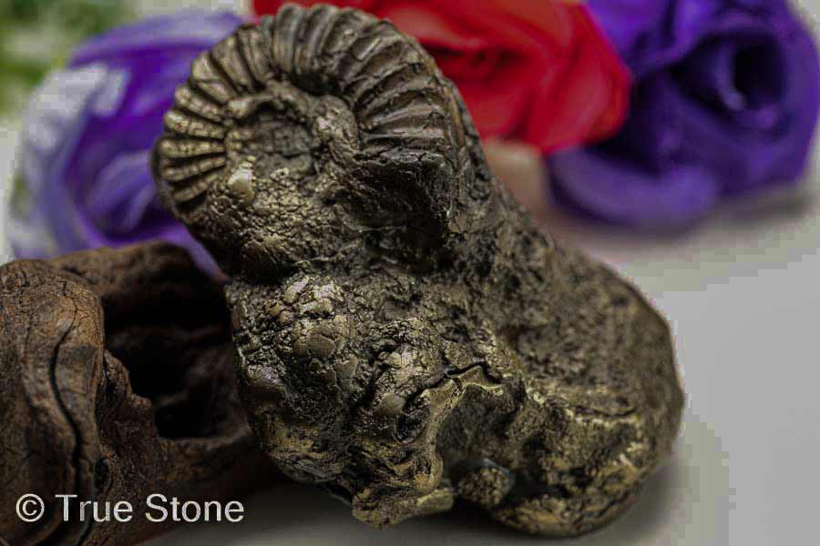 アンモナイト化石　希少美品14cm アンモナイト3個セット014｜恐竜・化石グッズの専門店 ふぉっしる
