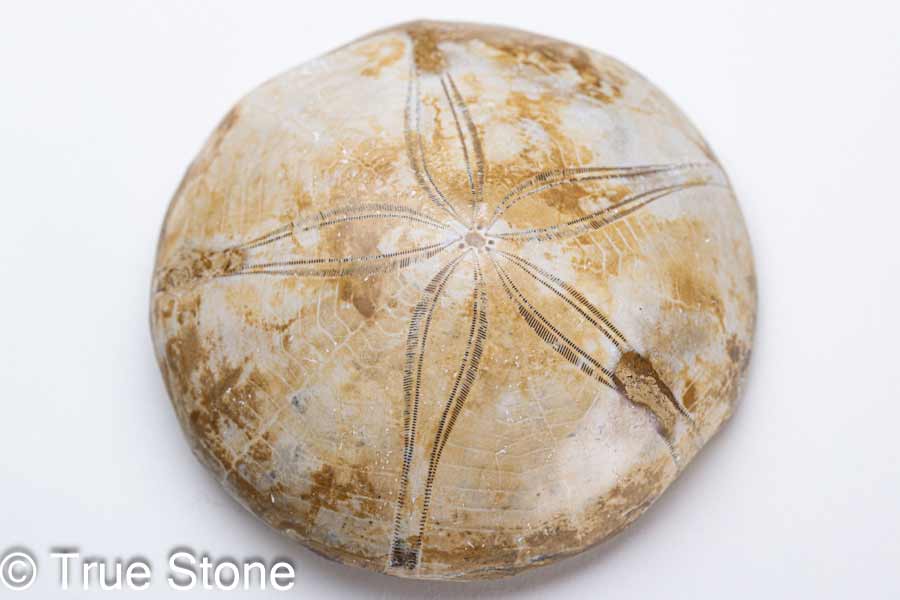 ウニの化石　Clypeaster portentosus　その２ ウニの化石 Clypeaster portentosus その2 【公式通販】