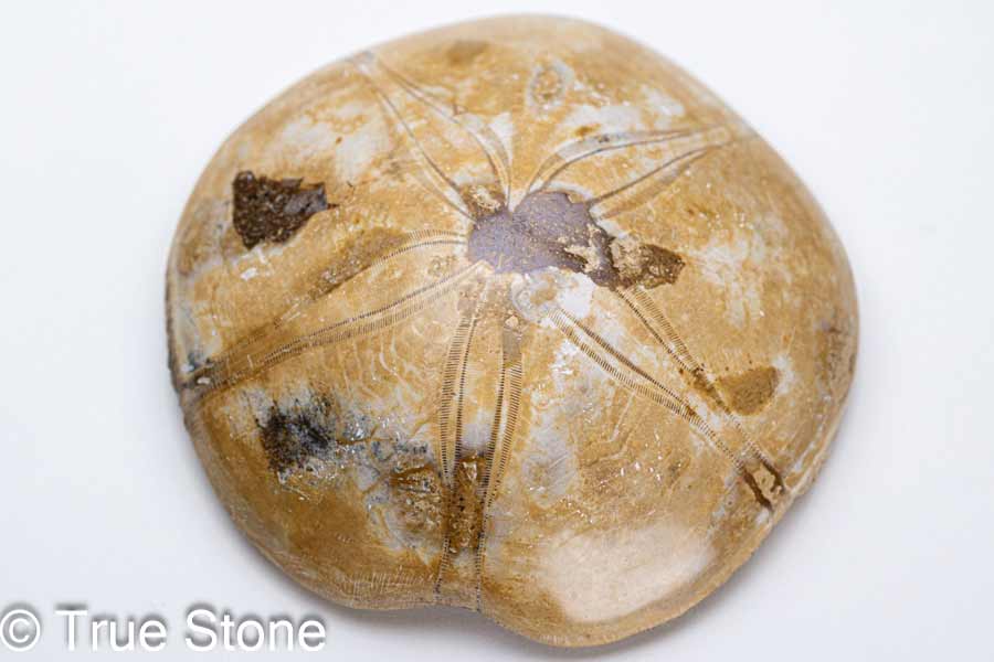 楽天市場】カシパンウニ ウニ化石 ウニ 96g 古代のウニが化石化 白亜紀