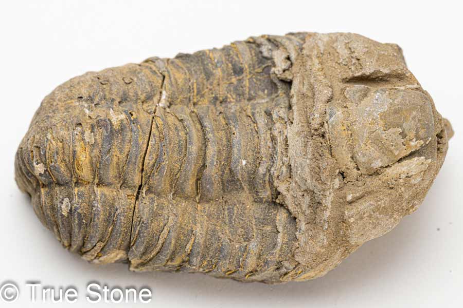 楽天市場】三葉虫 ファコプス 114g 化石 モロッコ 古世代デボン紀 4億