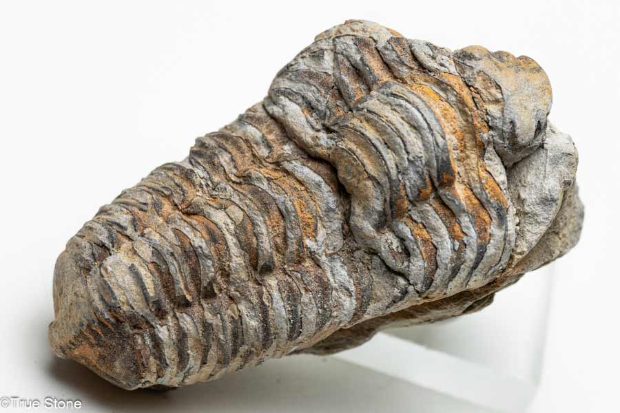 楽天市場】化石 三葉虫 大 （アソート） No.13 : 神棚 神具 製造販売