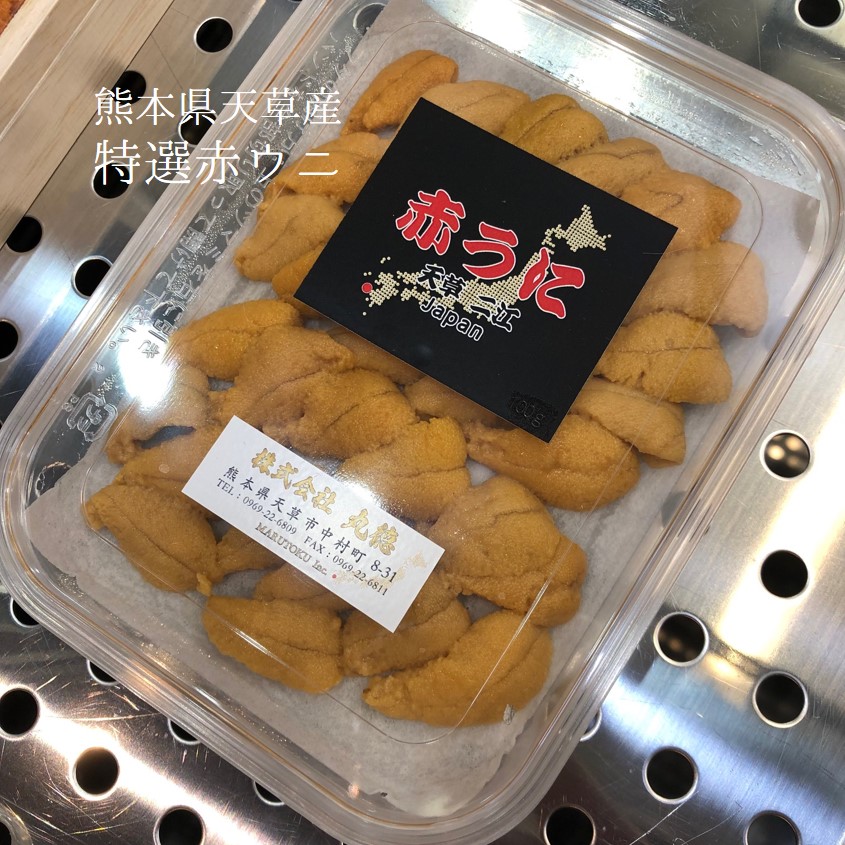特選 生ウニ(赤ウニ)熊本県天草産 100g 赤雲丹【天草産 赤ウニ 】冷蔵 豊洲直送|Okawari 店