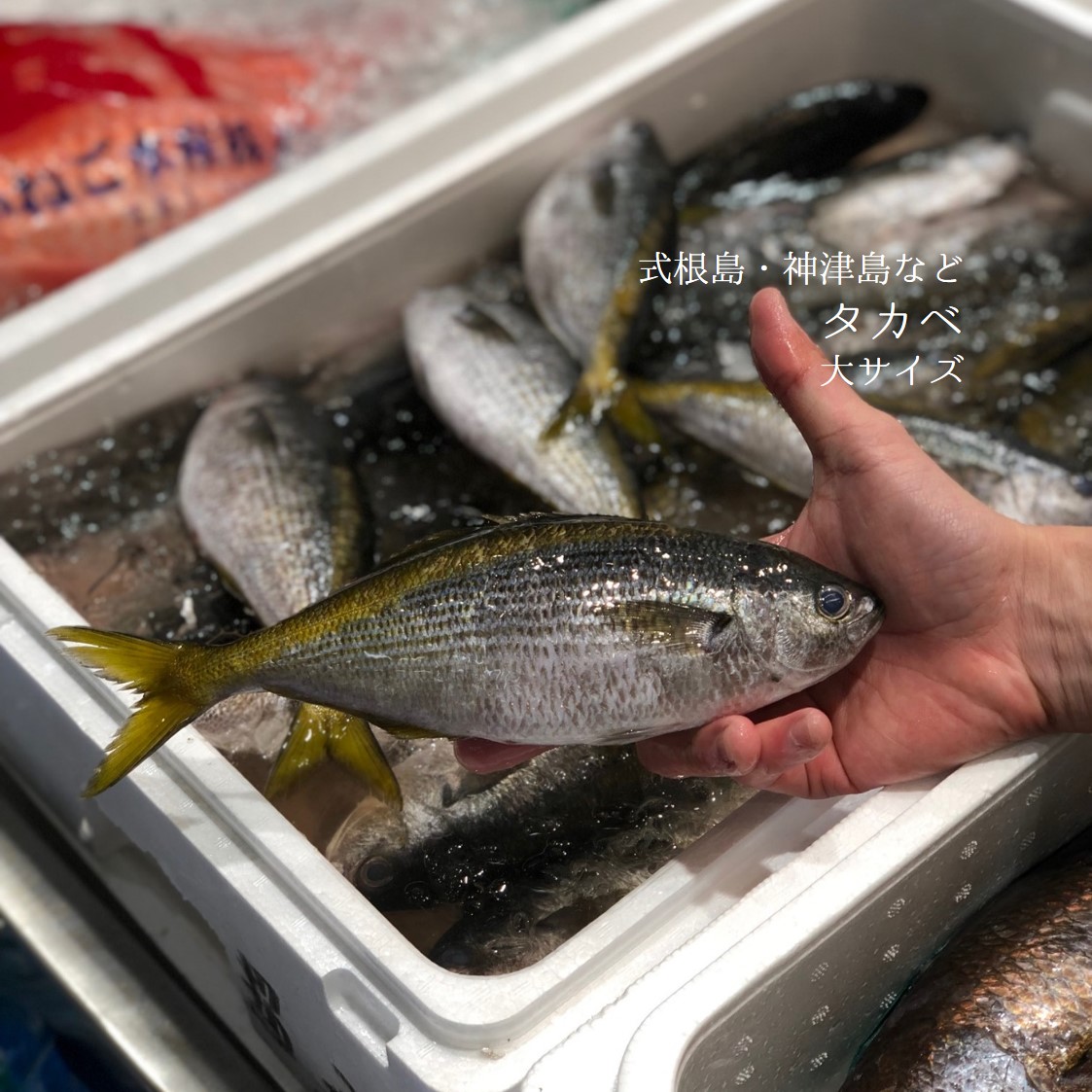 【楽天市場】タカベ 鰖 大〜特大サイズ 約500g-1kg(1尾約150/250g)式根島・神津島・高知県など【タカベ】冷蔵 豊洲直送:Okawari 楽天市場店