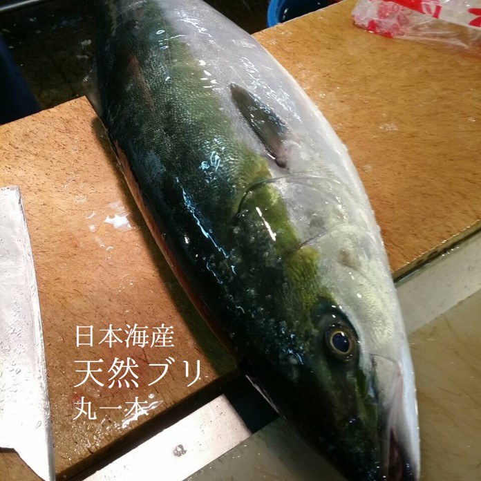 寒ブリ 天然ブリ 日本海産他（北海道・佐渡・九州・三重他）丸一本 約10-11kg 鮮魚 刺身【寒ブリ丸一本】豊洲直送 冷蔵