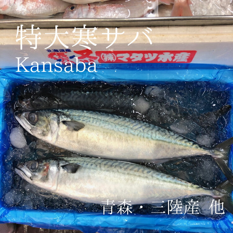 生 特大寒サバ 青森 三陸 房州 京都 他 高級サバ １尾約1kg 鮮魚 豊洲直送【寒サバ約１K】 冷蔵