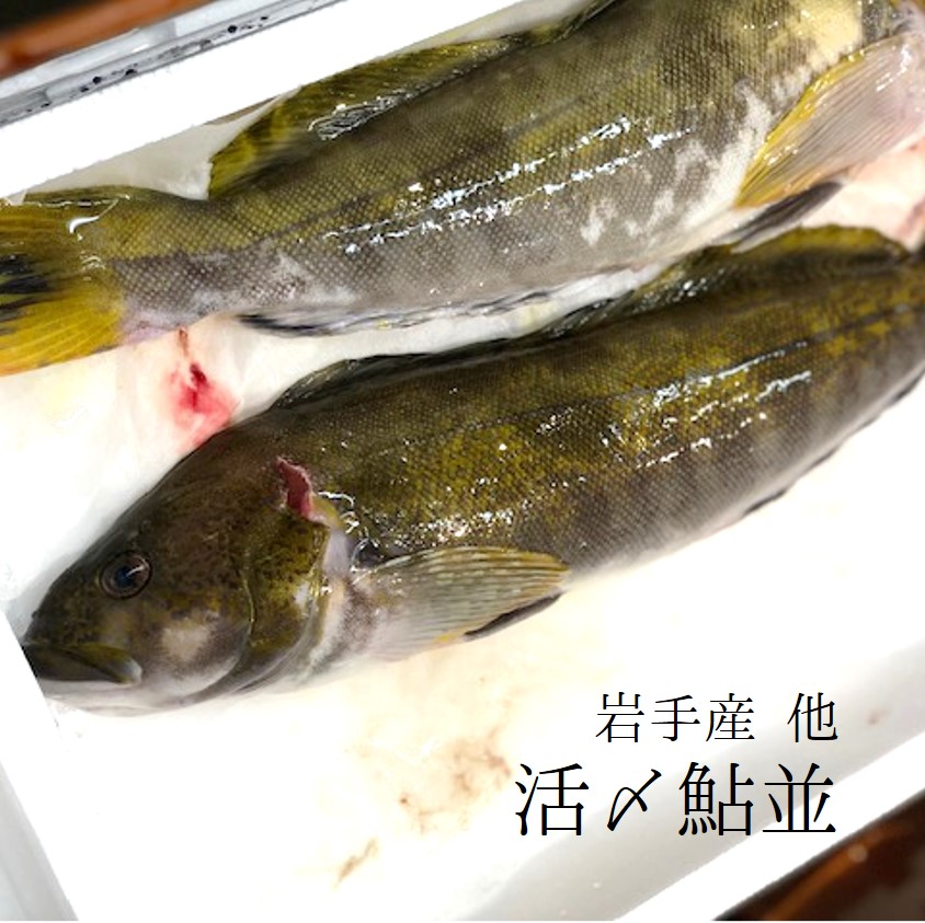 活〆アイナメ 鮎ライン 岩手県 どこかよそに 1キロ号1尻尾 活〆鮎魚奥さん 冷蔵 豊洲マーケット Dracmastore Uy