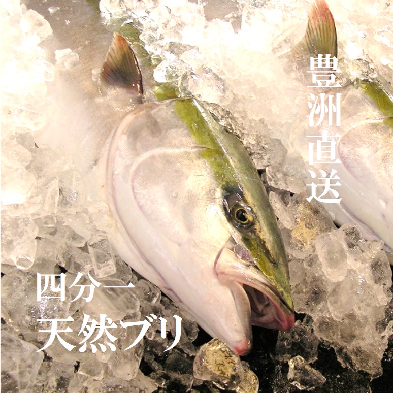 天然ブリ 日本海産他（北海道・佐渡・九州・三重 他）寒ブリ 旬の逸品[豊洲直送]鮮魚 刺身 【寒ブリ】 冷蔵
