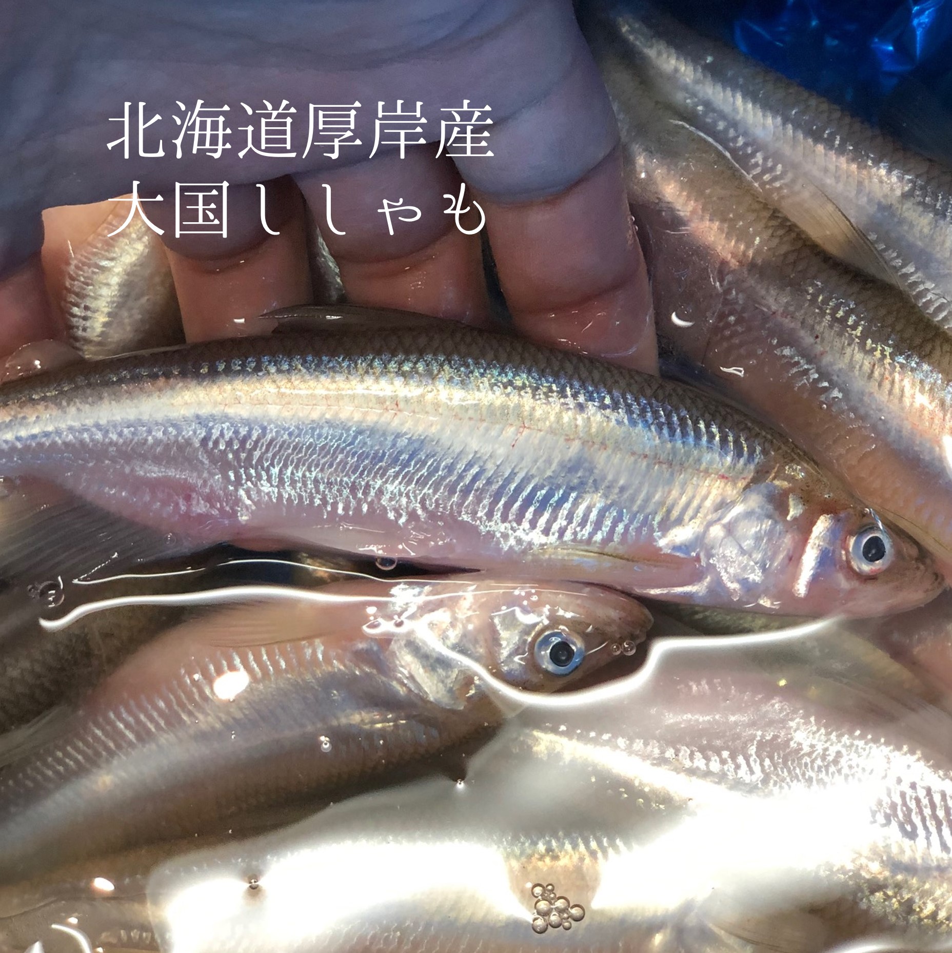 大国ししゃも オス 北海道厚岸産 500g 特上鮮魚 大国シシャモ雄 500g 冷蔵 豊洲直送 Nolduanews Com