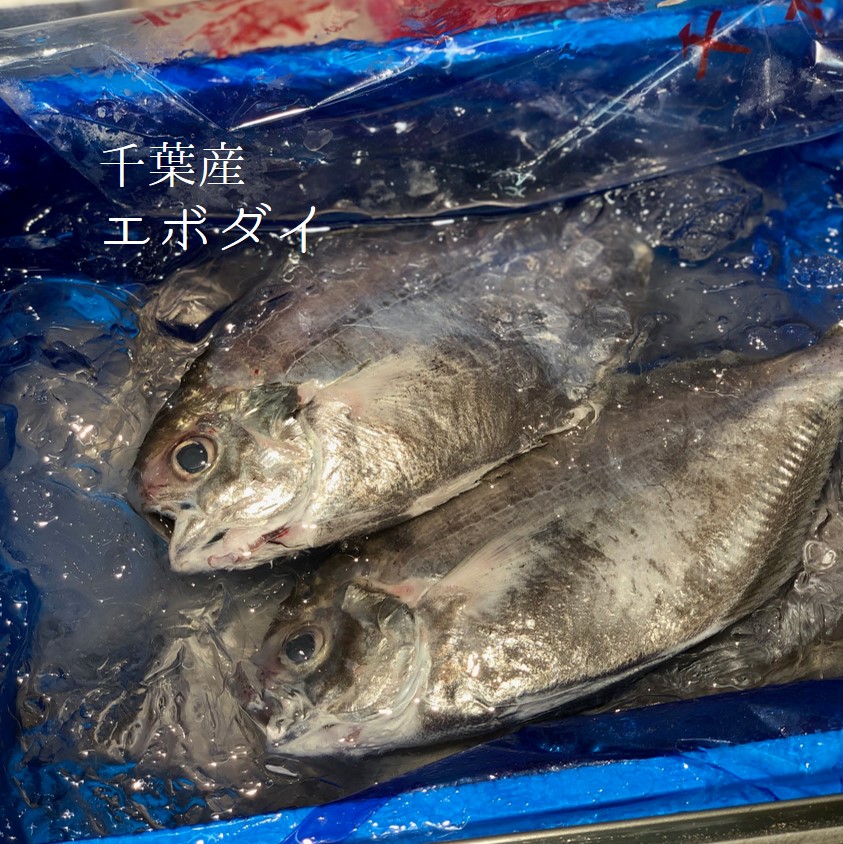 【楽天市場】エボダイ 千葉産 他 中/大サイズ(1尾約200-300g)1キロ【エボダイ1kg】冷蔵 イボダイ:Okawari 楽天市場店