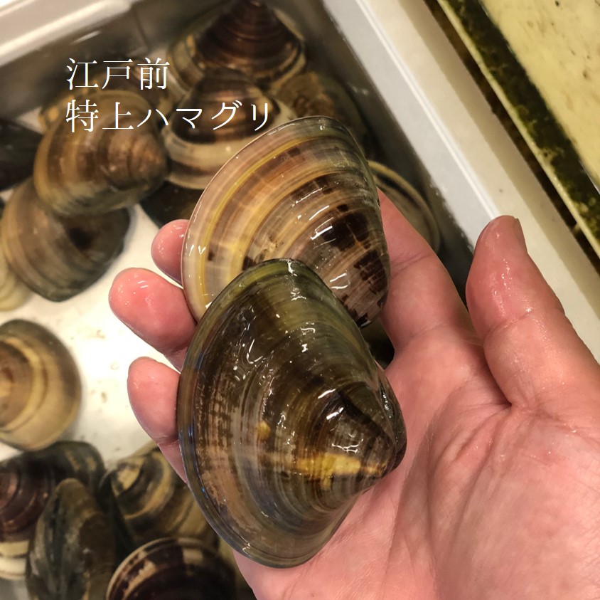 天然 江戸前 ハマグリ 最高級 蛤 東京湾 三番瀬 葛西 他 豊洲直送 1キロ（1個約70-120g）【edomae-hamaguri1k江戸前はまぐり１K】冷蔵