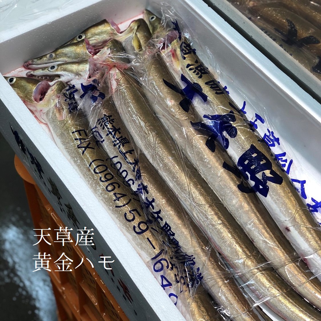釣り鯵 出水プレミアム 豊洲最高級 鹿児島 出水 5尾（150-200g前後/1尾・計約800g-1kg)【izumi-tsuriaji_出水 極上アジ５尾】 冷蔵 Okawari 
