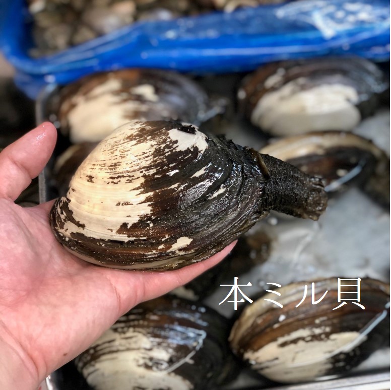 みる貝海松貝今の時期に食べたい旬の魚ミル貝豊洲直送本ミル貝海松貝冷蔵 Okawari 店他 Honmiru1k 本ミル貝１k 約1キロ 1個約300g前後 三重 愛知他