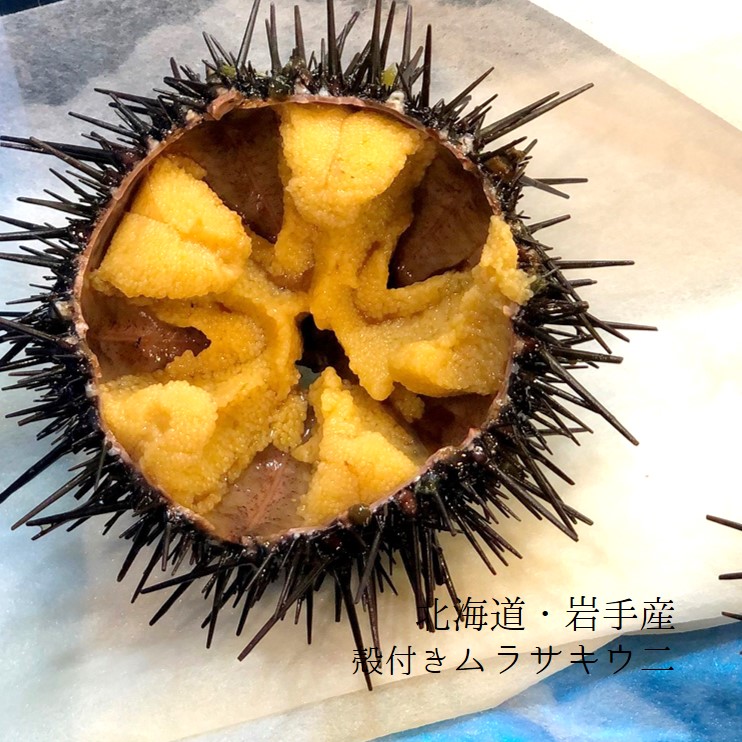 殻付きウニ イガウニ キタムラサキウニ 雲丹 宮城・岩手産 他 1個約80-100gｘ5個セット【ムラサキウニx5個】冷蔵 豊洲直送