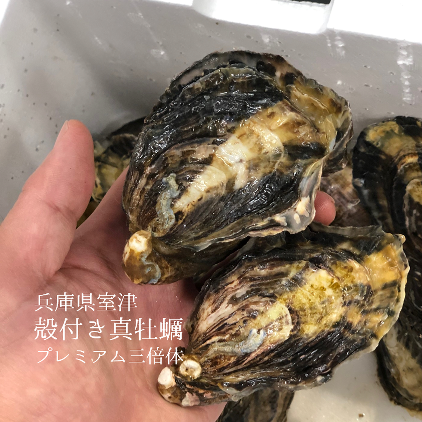 真牡蠣 室津産 シングルシード 10個入 小サイズ 生食用 【室津真牡蠣シングルｘ10個】冷蔵