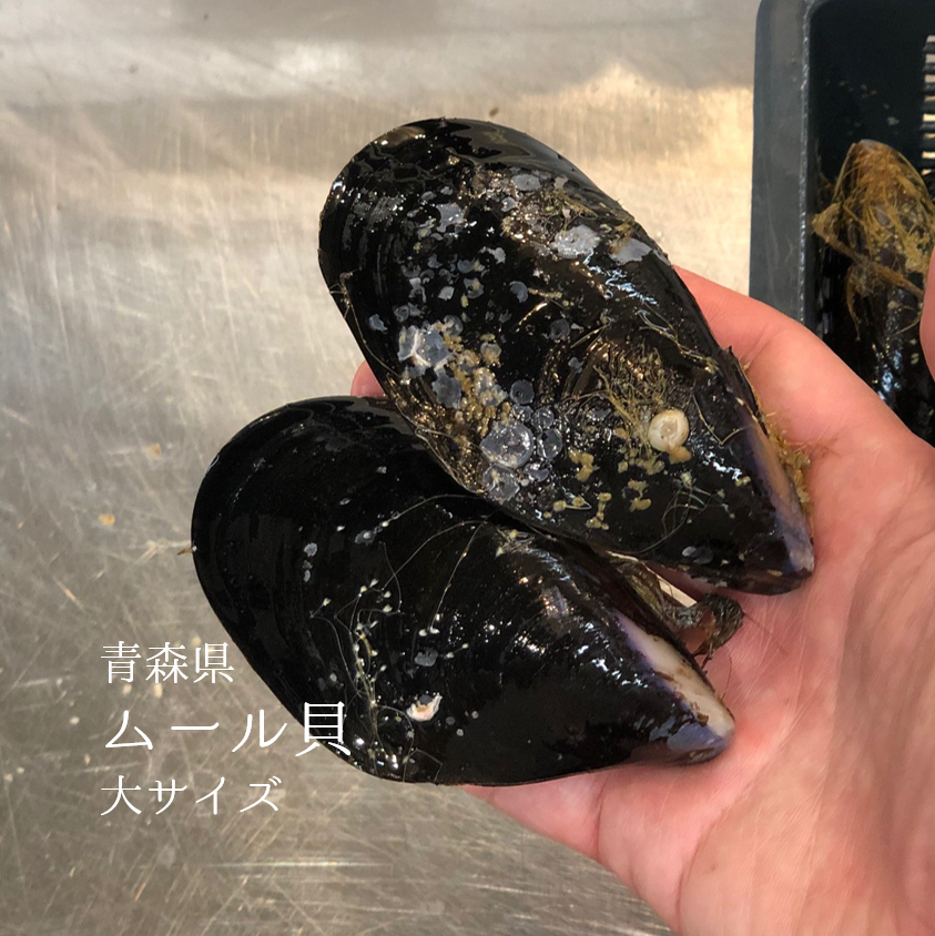 楽天市場】活けムール貝 生 中～大サイズ混合 石巻宮城産 約3kg 豊洲直送 他【ムール貝3K】 冷蔵 : Okawari 楽天市場店