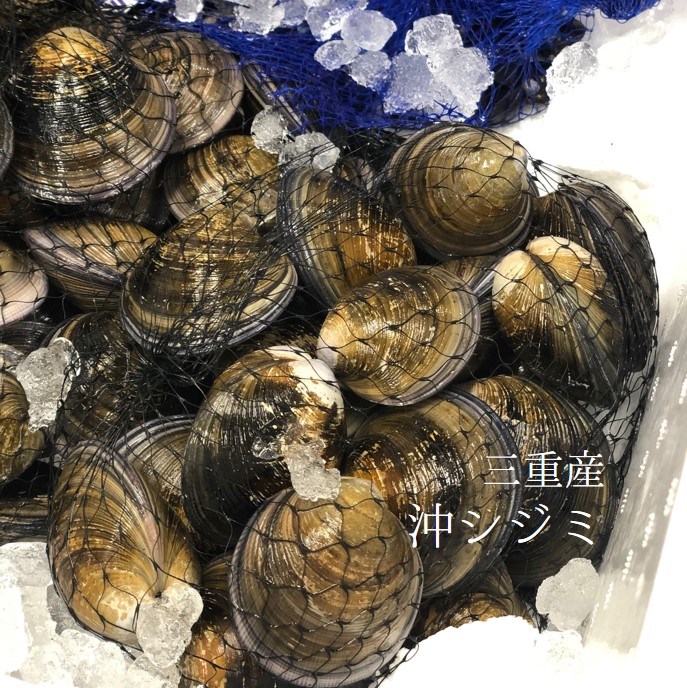 楽天市場】鳥取県産 鬼蜆（おにしじみ） 大サイズ（約15mm〜／個
