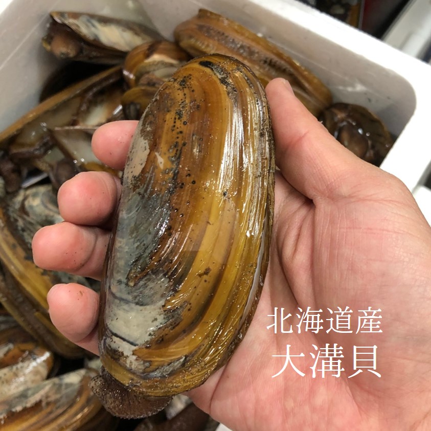 楽天市場】マテ貝 生 約1kg 国産（山口県産 他） 豊洲直送 旬の貝類 マテガイ【マテ貝１K】 冷蔵 : Okawari 楽天市場店