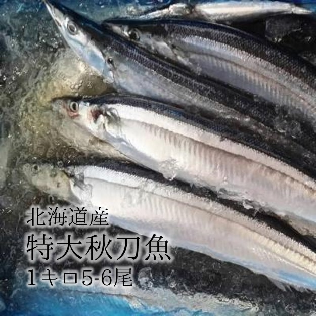 楽天市場 水産物応援商品 送料無料 希少なる特大秋刀魚 約180 0g サンマ 北海道産 豊洲直送 特大5 6尾 1kg さんま 日時指定不可 Sanma1k 秋刀魚180 0ｇ 1k 冷蔵 Okawari 楽天市場店