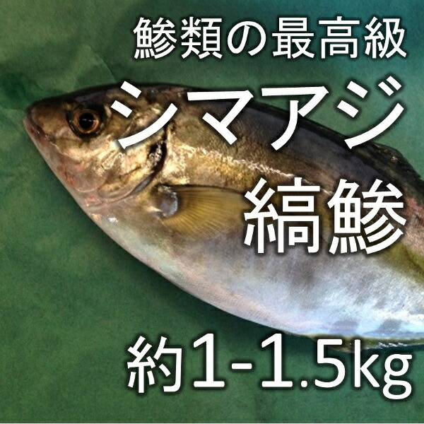 縞鯵 シマアジ（豊洲直送）約1-1.5kg 熊本産他【シマアジ１－１．５Ｋ】 冷蔵