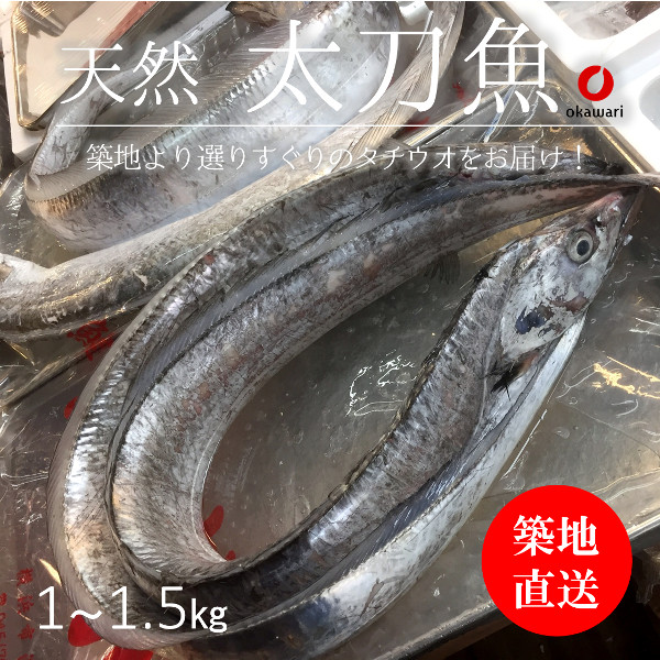 【楽天市場】生 天然 太刀魚 タチウオ 丸一本 和歌山/九州産 他 豊洲直送 1.3-1.7kg【太刀魚1.3-1.7kg】 冷蔵:Okawari 楽天市場店