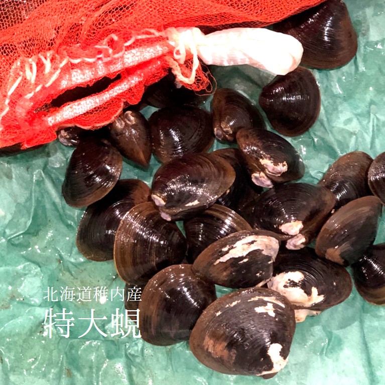特大シジミ 北海道・青森・島根県産 他 1kg 【特大蜆1kgｘ１】冷蔵 豊洲直送
