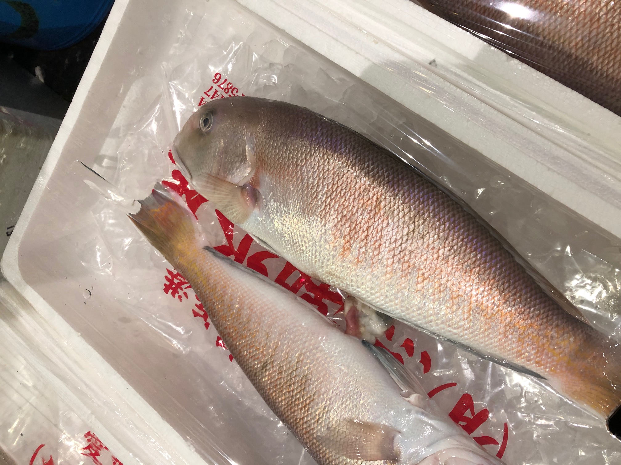 楽天市場 シロアマダイ 豊後水道 1尾1 1 5kg 白川1 1 5kg シラカワ 白甘鯛 豊洲直送 Okawari 楽天市場店