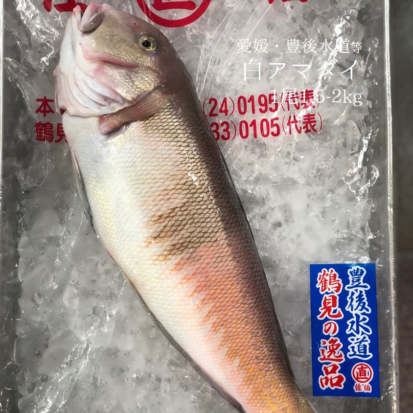 生 ノドグロ 約2 4尾 アカムツ 赤ムツ 1kg