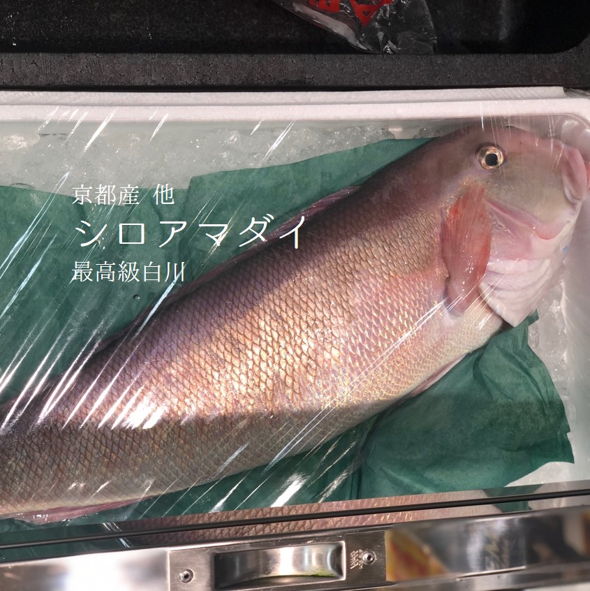 楽天市場 鮮魚 赤魚鯛 アコウダイ 別称 メヌケ メヌキ1匹 2kg 2 5kg前後 築地通販 おいしいなショップ