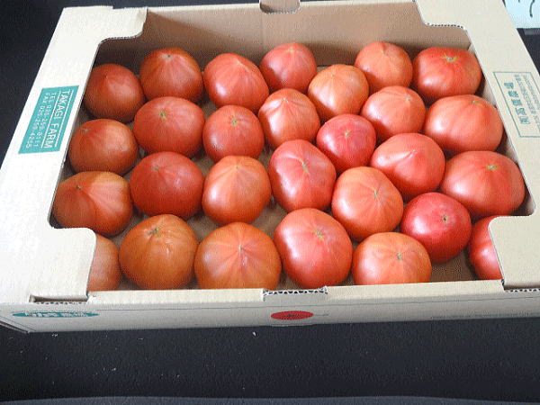 新品即決 糖度１０以上のフルーツトマト 約4キログラムトマト嫌いをトマト好きに変える究極のトマト Www Nso Mn