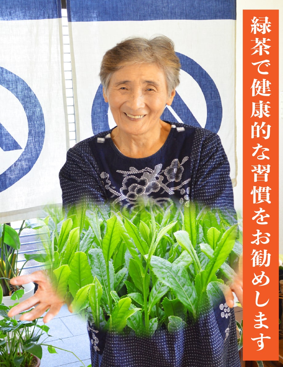 緑茶お徳用送料無料お茶ティーバッグ2.5g×100個入お茶深蒸し茶ティーパック鹿児島茶大容量カテキンパック100包水出し冷茶オフィス業務用深むし茶茶葉日本茶煎茶健康茶ネコポスポイント消化