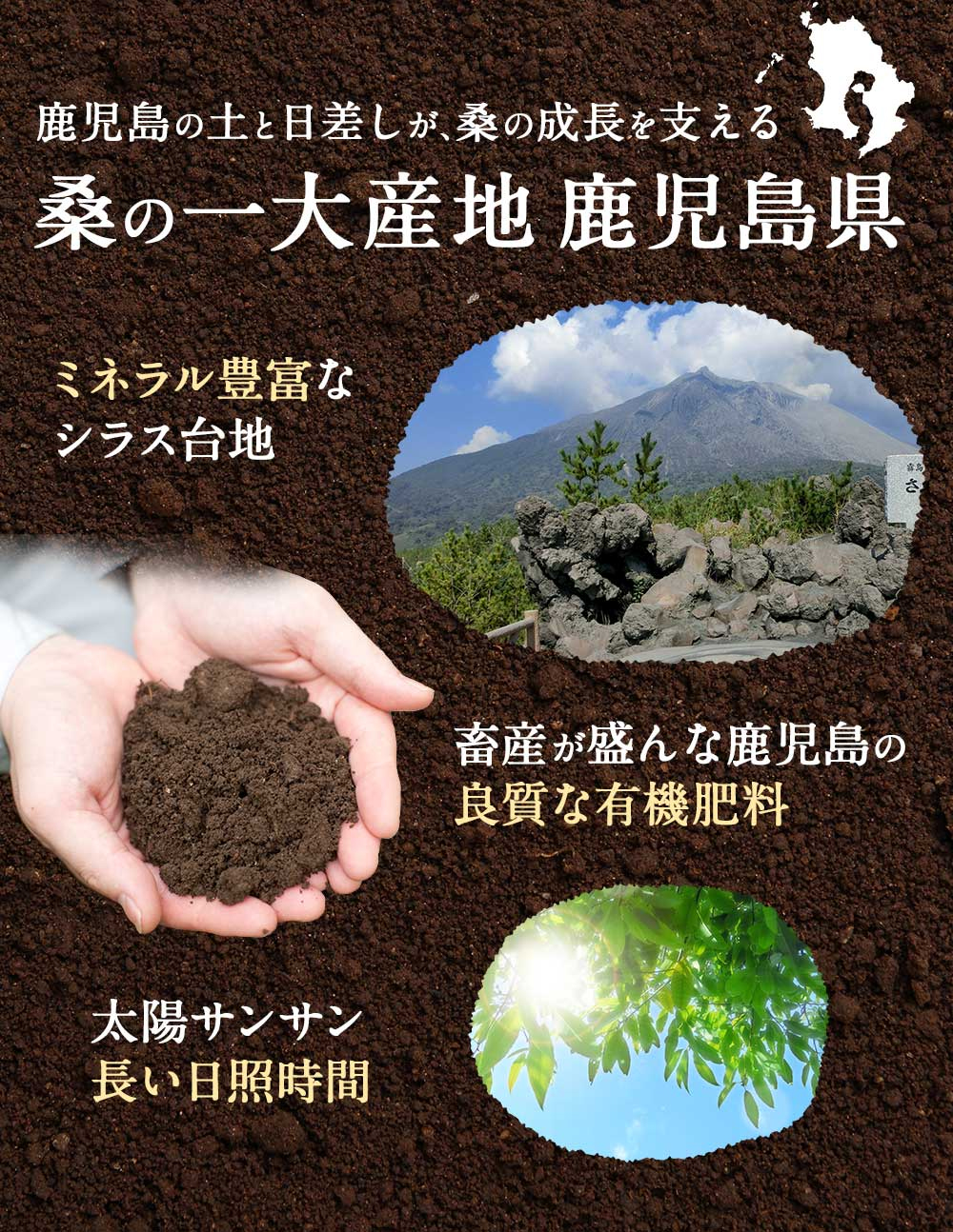 さつまクワ青汁 真正桑青汁 棒きれタイプライタ 5容れ物硬化 1箱贈答品 送料0料 桑の葉身 桑青汁 青汁 糖性分削る 低糖質 わくわく苑 さつま桑本舗 国産 無つけ足す 有機jas 予防接種 砿物 無添加 Digitalland Com Br