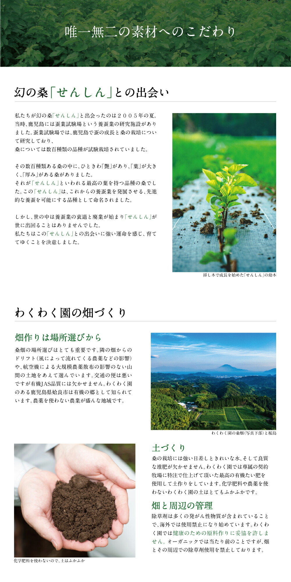 さつま桑茶ファミリーパック180包入り送料無料ダイエット糖質制限低糖質ダイエットわくわく園さつま桑本舗国産鹿児島県産100%桑の葉使用ノンカフェイン農薬・化学肥料・除草剤不使用