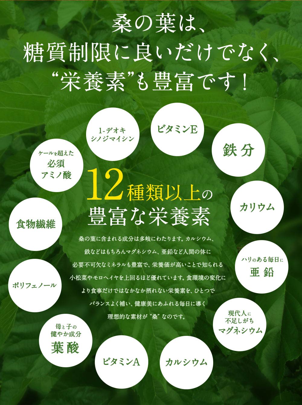 さつま桑茶ファミリーパック180包入り送料無料ダイエット糖質制限低糖質ダイエットわくわく園さつま桑本舗国産鹿児島県産100%桑の葉使用ノンカフェイン農薬・化学肥料・除草剤不使用