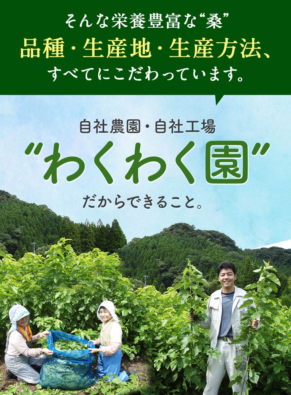 さつま桑茶ファミリーパック180包入り送料無料ダイエット糖質制限低糖質ダイエットわくわく園さつま桑本舗国産鹿児島県産100%桑の葉使用ノンカフェイン農薬・化学肥料・除草剤不使用