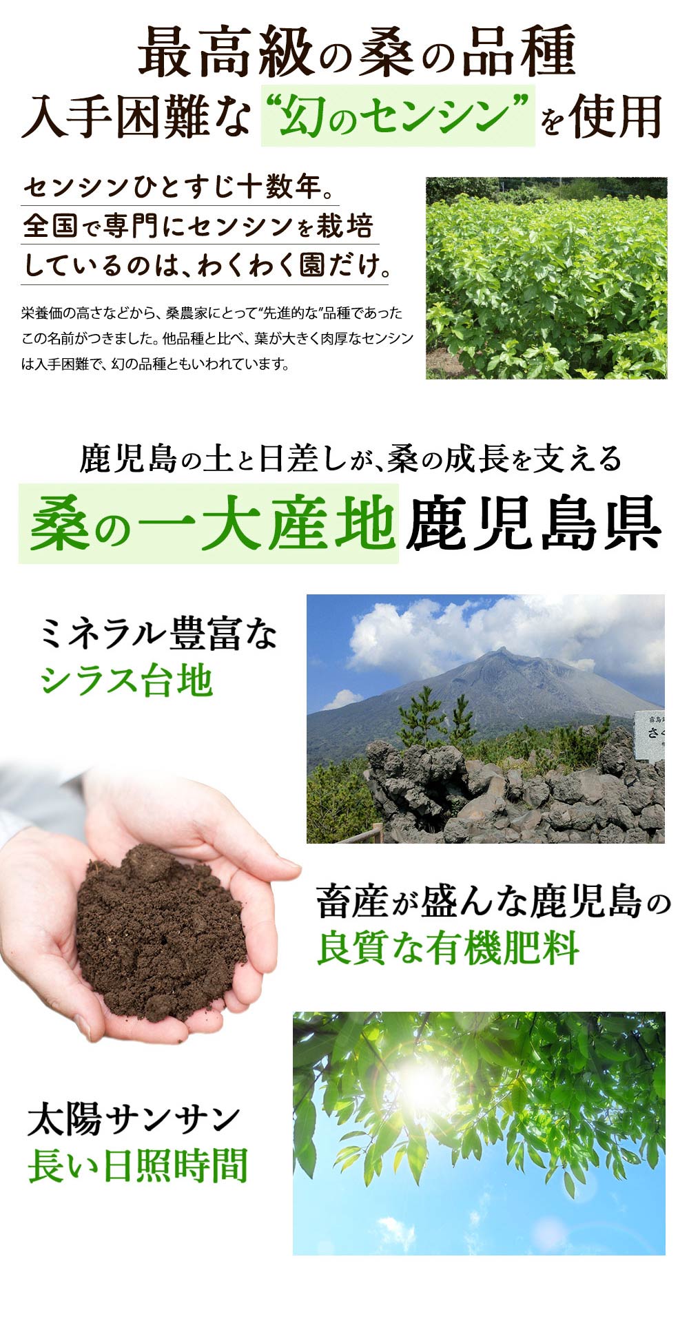 さつま桑茶ファミリーパック180包入り送料無料ダイエット糖質制限低糖質ダイエットわくわく園さつま桑本舗国産鹿児島県産100%桑の葉使用ノンカフェイン農薬・化学肥料・除草剤不使用