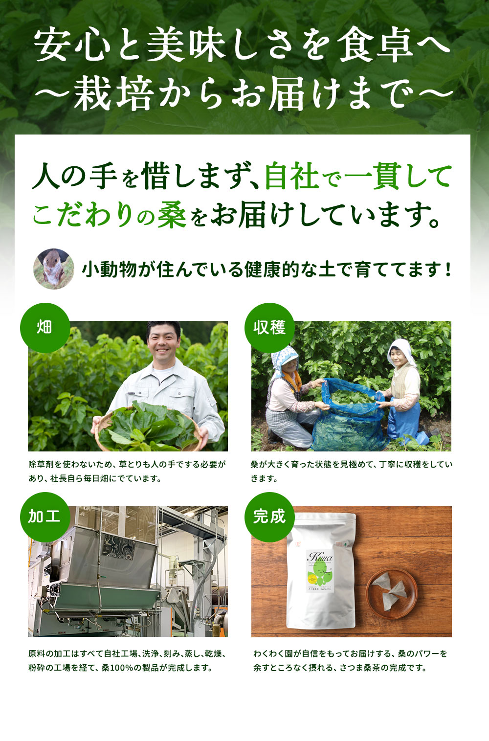 さつま桑茶ファミリーパック180包入り送料無料ダイエット糖質制限低糖質ダイエットわくわく園さつま桑本舗国産鹿児島県産100%桑の葉使用ノンカフェイン農薬・化学肥料・除草剤不使用
