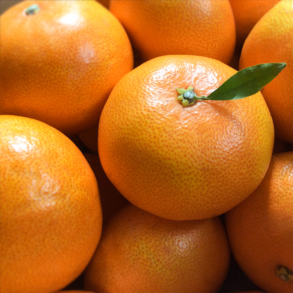 楽天市場】広島せとだ自然熟「葉付きはるみ」広島「はるみ」みかん