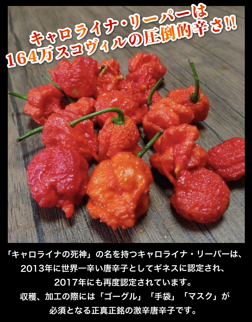 市販 キャロライナリーパー 業務用 超激辛 粉末 100g 一味唐辛子 香辛料 大容量 スパイス粉末 国産 瓶 調味料 とうがらし トウガラシ  ハバネロ カロライナリーパー 激辛 世界一 辛い 一味 スコヴィル fucoa.cl