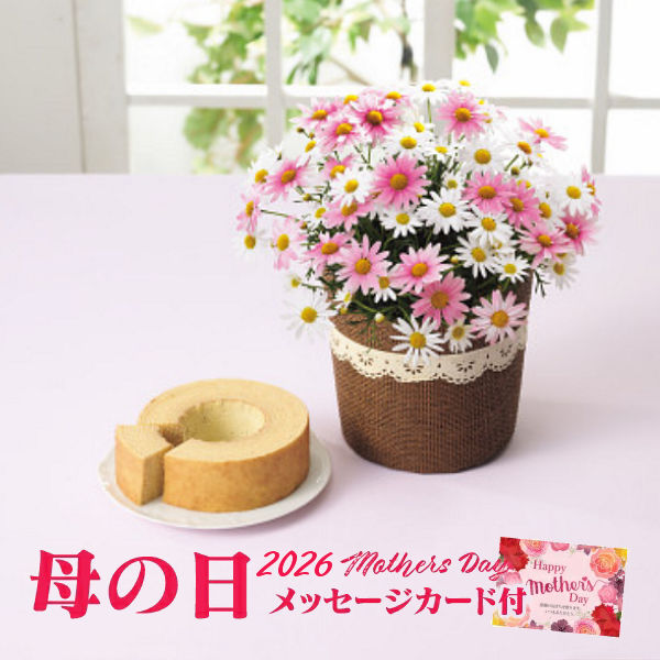 母の日 バウムクーヘンとマーガレット鉢植え「さくらべーる」５号のセット【2026年 母の日 スイーツ 母の日 マーガレット ５号鉢 バスケット お手入れのしおり付 バウムクーヘン 北海道産生クリーム使用】