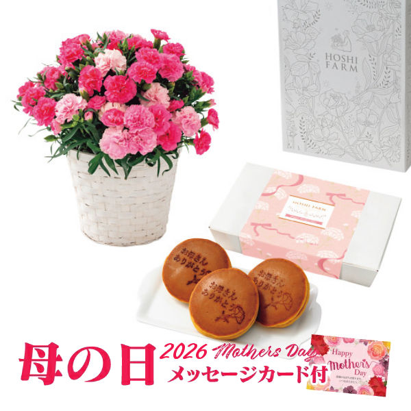 母の日 ホシファーム カーネーション鉢植え「ホットハート」５号＆徳島なると金時のどら焼き【2026年 母の日 スイーツ 母の日 カーネーション 花 鉢植え ５号鉢 どら焼き 母の日 送料無料】