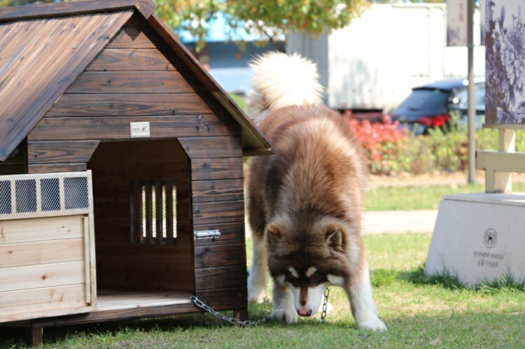 楽天1位】 Mサイズ犬舎 猫舎 犬小屋 猫小屋 ペット屋 PET HOUSE DIY組み立て 木製 ドア付き 室内屋外犬舎 ペット用 小屋 屋外  中型犬 大型用 ドッグハウス ペットハウス690×660×680mm fucoa.cl