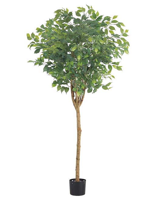 観葉植物　造花　180cmラウンドフィカスツリー(ナチュラルトランク)※ポットは別売り｜ゴールドスター