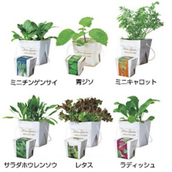 楽天市場 ベジコンテナ おしゃれなパッケージデザインの耐水フードコンテナで育てる野菜栽培セット 環境にやさしい紙製の鉢で野菜を栽培 種類指定不可 ゴールドスター