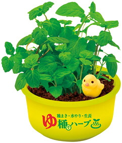 育てるカプセル ゆ桶でハーブ栽培　192個セット販売　薬草が香るお風呂をテーマにしたカプセル入りの栽培キット　ミニ風呂桶でハーブが育てられます｜ゴールドスター