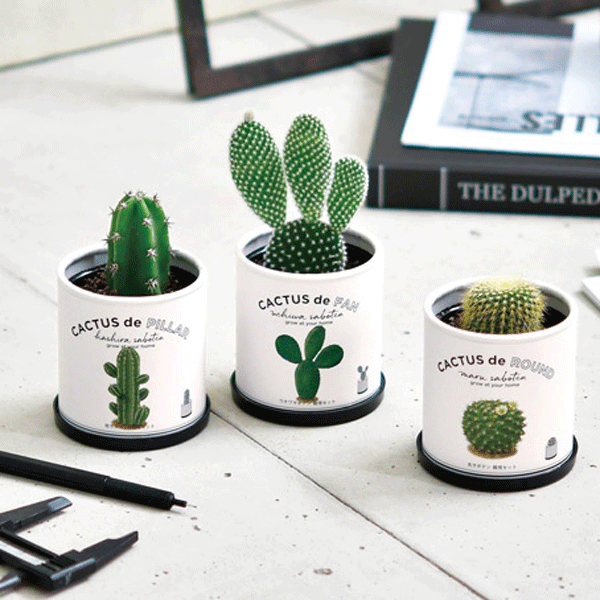 カクタス カクタス 96個セット販売 手軽に種から育てられる 可愛いサボテンインテリア Sermus Es