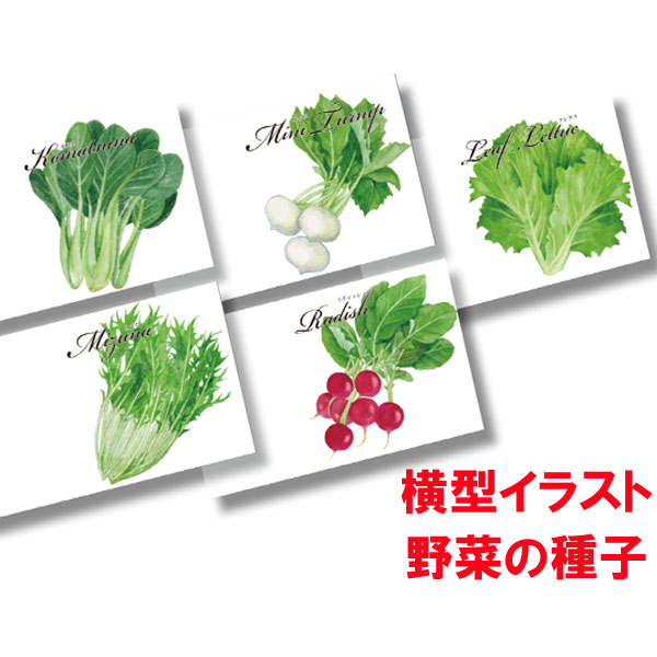 楽天市場 横型イラスト野菜の種子 500個セット販売 景品 粗品 販促品 話題のタネをまき 笑顔の花を咲かせる 心温まるタネのノベルティ 野菜の種 アソート ゴールドスター