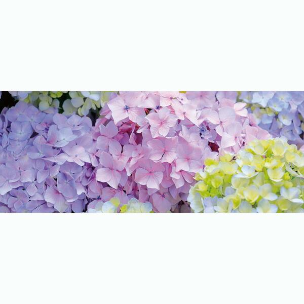夏の装飾 あじさい ハイドレンジア 店舗用装飾 ディスプレイ ディスプレイシート H87 L0ｃｍ Sale 77 Off
