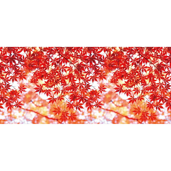 楽天市場】【秋】ディスプレイシート〈もみじ写真柄〉H87×L200cm / 秋